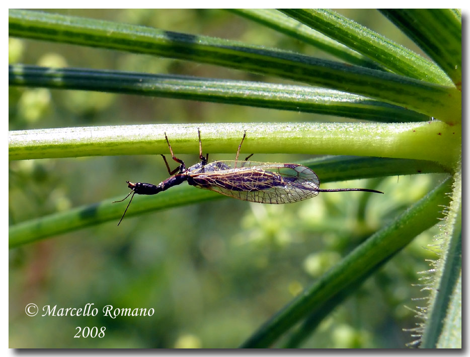 Dichrostigma flavipes (Raphidiidae) dal Montenegro